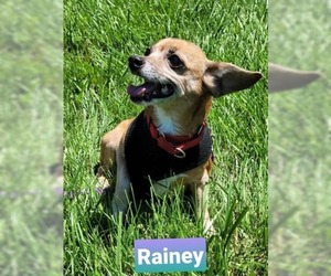 Chiweenie Dogs for adoption in Richmond, IN, USA