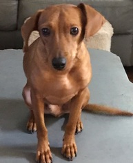 Doxie-Pin Dogs for adoption in Pearland, TX, USA