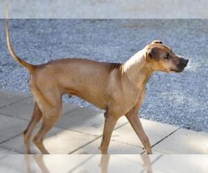 Rhodesian Ridgeback-Unknown Mix Dogs for adoption in Siler City, NC, USA