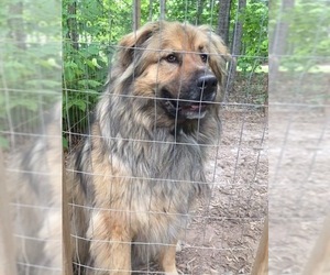 Great Pyrenees Dogs for adoption in Forest, VA, USA