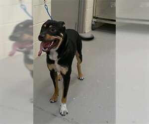 Rottweiler-Unknown Mix Dogs for adoption in Sanford, FL, USA