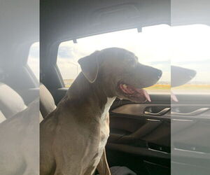 American Pit Bull Terrier-Unknown Mix Dogs for adoption in Banning, CA, USA