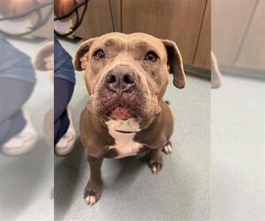 Mutt Dogs for adoption in Baytown, TX, USA