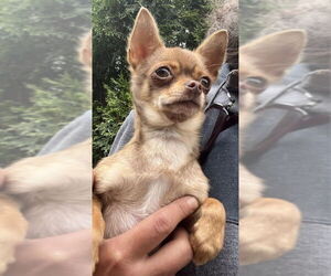 Chihuahua Dogs for adoption in Olalla, WA, USA