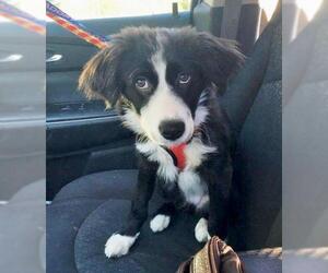 Border Collie Dogs for adoption in Grovertown, IN, USA