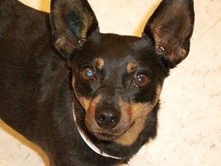 Miniature Pinscher-Unknown Mix Dogs for adoption in bailey Island, ME, USA