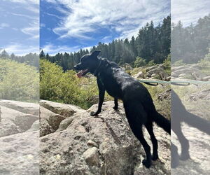 Retriever -Unknown Mix Dogs for adoption in Fort Collins, CO, USA