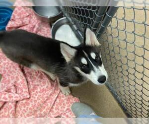 Siberian Husky Dogs for adoption in Fort Wayne, IN, USA