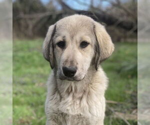 Anatolian Shepherd Dogs for adoption in Vail, AZ, USA