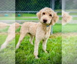 Poodle (Standard)-Unknown Mix Dogs for adoption in Pacolet, SC, USA