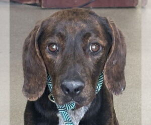 Plott Hound Dogs for adoption in Canton, CT, USA
