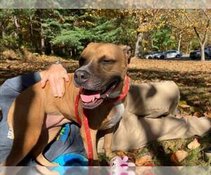 American Pit Bull Terrier-Unknown Mix Dogs for adoption in Derwood, MD, USA