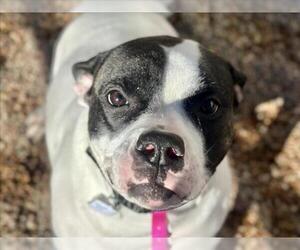 Mutt Dogs for adoption in Fort Collins, CO, USA