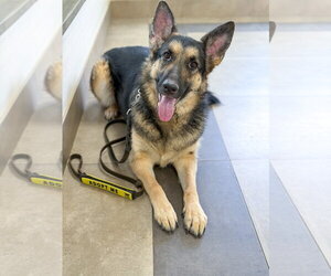 German Shepherd Dog Dogs for adoption in Millburn, NJ, USA