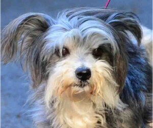 Havanese Dogs for adoption in Vernonia, OR, USA