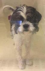 Medium Photo #1 Shih Tzu Puppy For Sale in Newport, KY, USA