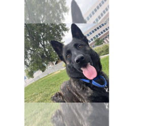 - Mix Dogs for adoption in Imlay City, MI, USA