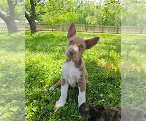 German Shepherd Dog-Unknown Mix Dogs for adoption in Raleigh, NC, USA