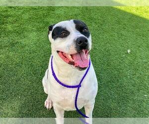 American Bulldog-Unknown Mix Dogs for adoption in Orange, CA, USA