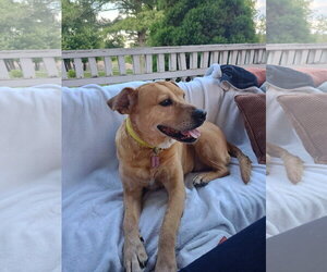 Labrador Retriever-Unknown Mix Dogs for adoption in Doylestown, PA, USA