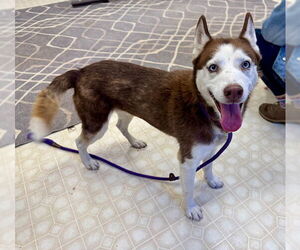 - Mix Dogs for adoption in Charlotte, NC, USA