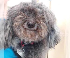 Poodle (Toy) Dogs for adoption in Fort Lauderdale, FL, USA