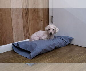 Bichon Frise Dogs for adoption in New Orleans, LA, USA