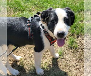 Labrador Retriever-Unknown Mix Dogs for adoption in Alexander, AR, USA
