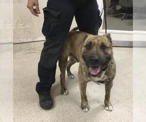American Pit Bull Terrier-Unknown Mix Dogs for adoption in Riverside, CA, USA