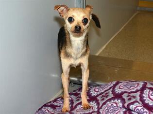 Italian Greyhuahua Dogs for adoption in West Valley, UT, USA