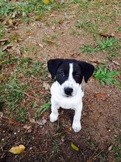 Medium Photo #1 Labrador Retriever-Unknown Mix Puppy For Sale in Savannah, NY, USA