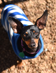 Doxie-Pin Dogs for adoption in Chattanooga, TN, USA