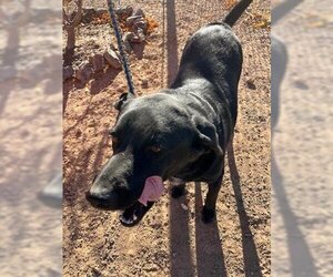 Labrador Retriever Dogs for adoption in Globe, AZ, USA
