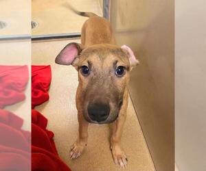 German Shepherd Dog-Unknown Mix Dogs for adoption in Sacramento, CA, USA