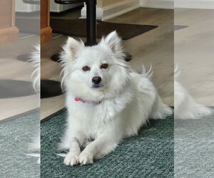 American Eskimo Dog Dogs for adoption in Pikesville, MD, USA