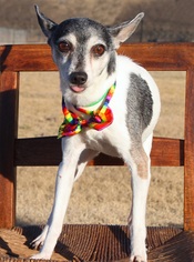 Medium Photo #1 Rat Terrier Puppy For Sale in Carrollton, TX, USA