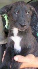Border Collie-Unknown Mix Dogs for adoption in Von Ormy, TX, USA