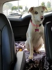 Border Collie Dogs for adoption in Clarkston, MI, USA