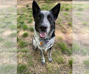 Mutt Dogs for adoption in Garden City, NY, USA