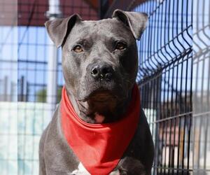 American Staffordshire Terrier-Unknown Mix Dogs for adoption in San Antonio, TX, USA