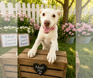 Mutt Dogs for adoption in MIDWAY, UT, USA