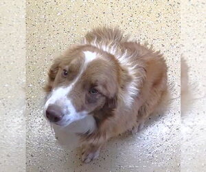 Border Collie Dogs for adoption in Winter Park, CO, USA