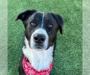Collie-Unknown Mix Dogs for adoption in Santa Monica, CA, USA