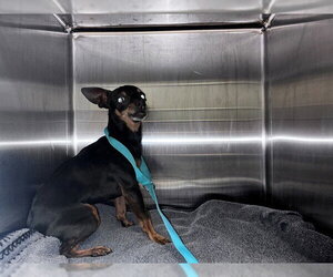 Miniature Pinscher Dogs for adoption in Corona, CA, USA