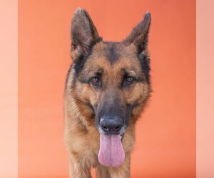 German Shepherd Dog Dogs for adoption in Pasadena, CA, USA