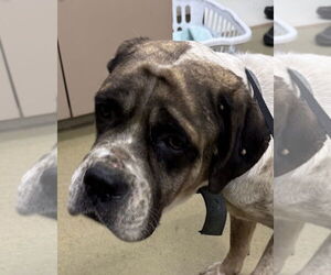 Mastiff Dogs for adoption in Petaluma, CA, USA