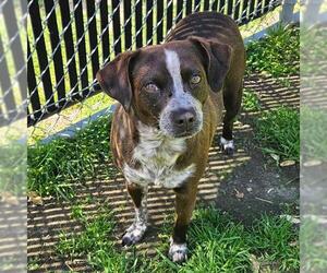 Mutt Dogs for adoption in Camarillo, CA, USA