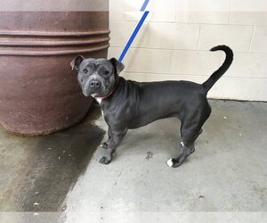 American Staffordshire Terrier Dogs for adoption in pomona, CA, USA