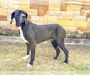 Great Dane Dogs for adoption in PIPE CREEK, TX, USA