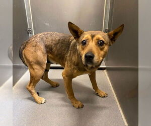 American Pit Bull Terrier-German Shepherd Dog Mix Dogs for adoption in Modesto, CA, USA